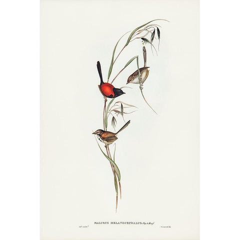 Black-headed Wren-Malurus melanocephalus White Modern Wood Framed Art Print by Gould, John