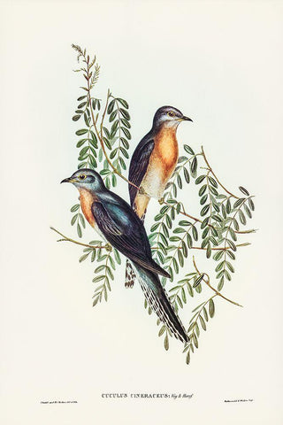 Ash-coloured Cuckoo-Cuculus cineraceus White Modern Wood Framed Art Print with Double Matting by Gould, John