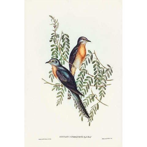 Ash-coloured Cuckoo-Cuculus cineraceus Gold Ornate Wood Framed Art Print with Double Matting by Gould, John