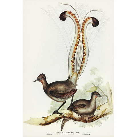 Lyre Bird-Menura superba Black Modern Wood Framed Art Print with Double Matting by Gould, John