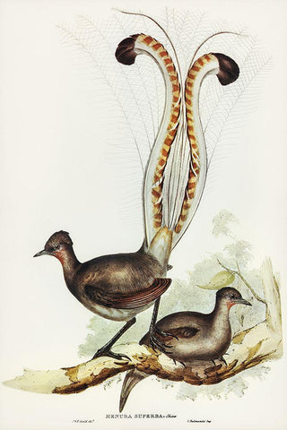 Lyre Bird-Menura superba White Modern Wood Framed Art Print with Double Matting by Gould, John