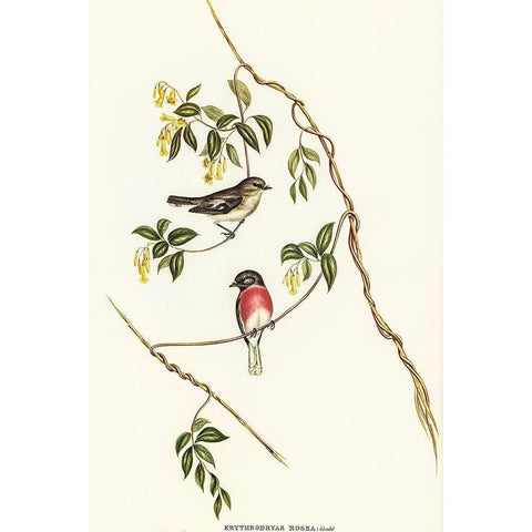 Rose-breasted Wood-robin-Erythrodryas rosea Black Modern Wood Framed Art Print with Double Matting by Gould, John