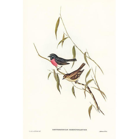 Pink-breasted Wood-robin-Erythrodryas rhodinogaster Gold Ornate Wood Framed Art Print with Double Matting by Gould, John