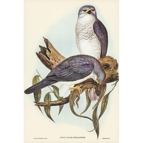 New Holland Goshawk-Astur Nova-Hollandix Gold Ornate Wood Framed Art Print with Double Matting by Gould, John