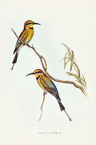 Australian Bee-eater-Merops ornatus White Modern Wood Framed Art Print with Double Matting by Gould, John