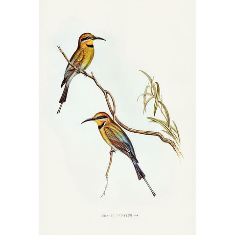 Australian Bee-eater-Merops ornatus White Modern Wood Framed Art Print by Gould, John