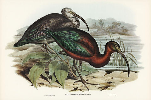 Glossy Ibis-Falcinellus igneus White Modern Wood Framed Art Print with Double Matting by Gould, John