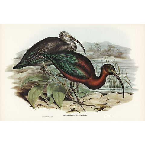 Glossy Ibis-Falcinellus igneus Gold Ornate Wood Framed Art Print with Double Matting by Gould, John