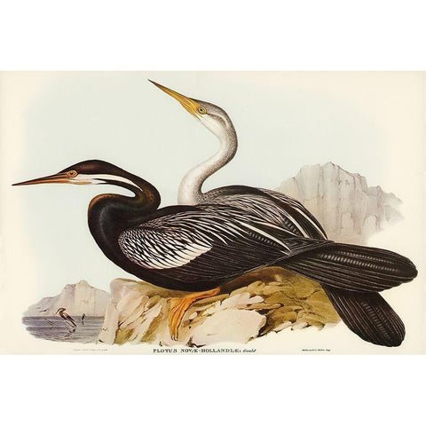 New Holland Darter-Plotus Novae-Hollandiae Gold Ornate Wood Framed Art Print with Double Matting by Gould, John