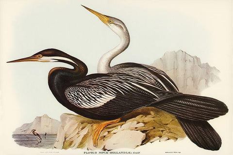 New Holland Darter-Plotus Novae-Hollandiae Black Ornate Wood Framed Art Print with Double Matting by Gould, John