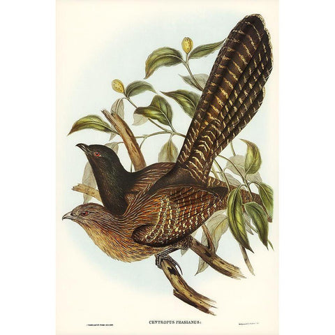 Pheasant Cuckoo-Centropus Phasianus Black Modern Wood Framed Art Print with Double Matting by Gould, John