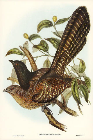 Pheasant Cuckoo-Centropus Phasianus Black Ornate Wood Framed Art Print with Double Matting by Gould, John