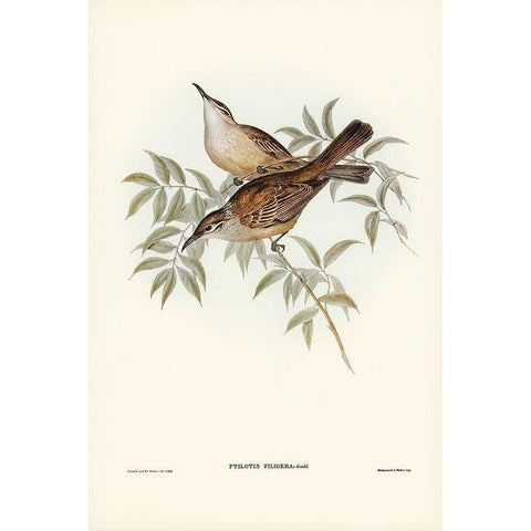 Streaked Honey-eater-Ptilotis filigera White Modern Wood Framed Art Print by Gould, John