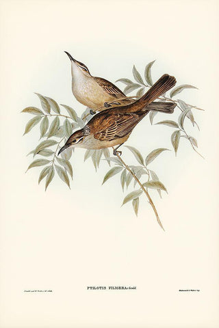 Streaked Honey-eater-Ptilotis filigera White Modern Wood Framed Art Print with Double Matting by Gould, John