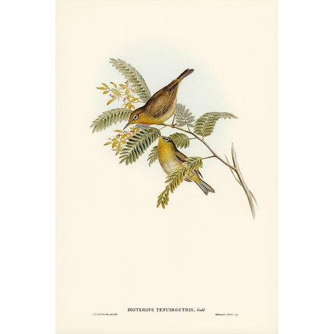 Slender-billed Zosterops-Zosterops tenuirostris Gold Ornate Wood Framed Art Print with Double Matting by Gould, John