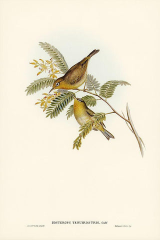 Slender-billed Zosterops-Zosterops tenuirostris Black Ornate Wood Framed Art Print with Double Matting by Gould, John