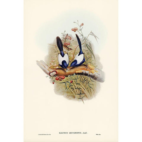 White-backed Superb Warbler-Malurus leuconotus Black Modern Wood Framed Art Print with Double Matting by Gould, John