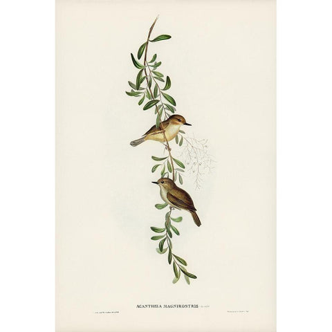 Large-billed Sericornis-Sericornis magnirostris White Modern Wood Framed Art Print by Gould, John