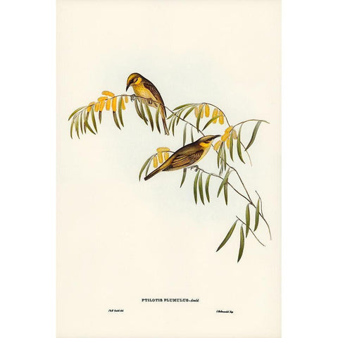 Plumed Honey-eater-Ptilotis plumulus Black Modern Wood Framed Art Print with Double Matting by Gould, John