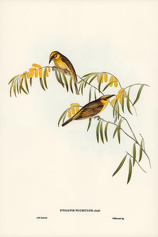 Plumed Honey-eater-Ptilotis plumulus White Modern Wood Framed Art Print with Double Matting by Gould, John