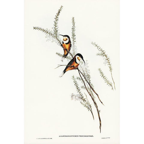 Slender-billed Spine-bill-Acanthorhynchus tenuirostris Gold Ornate Wood Framed Art Print with Double Matting by Gould, John