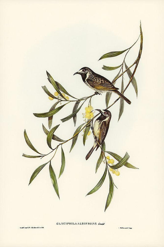 Image Only