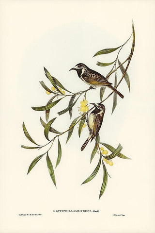 White-fronted Honey-eater-Glyciphila albifrons Black Ornate Wood Framed Art Print with Double Matting by Gould, John