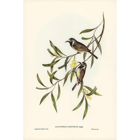 White-fronted Honey-eater-Glyciphila albifrons Black Modern Wood Framed Art Print with Double Matting by Gould, John