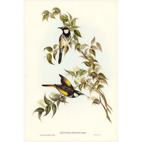 White-cheeked Honey-eater-Meliphaga sericea Gold Ornate Wood Framed Art Print with Double Matting by Gould, John