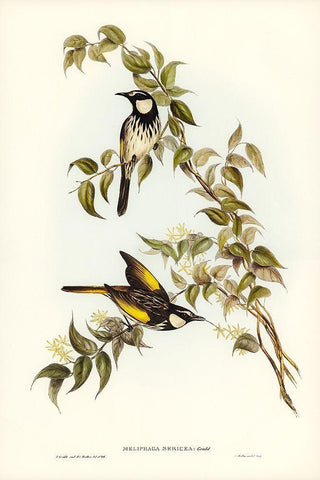 White-cheeked Honey-eater-Meliphaga sericea Black Ornate Wood Framed Art Print with Double Matting by Gould, John