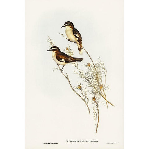 White-eyebrowed Robin-Petroica superciliosa Black Modern Wood Framed Art Print with Double Matting by Gould, John