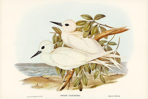 White Tern-Gygis candida White Modern Wood Framed Art Print with Double Matting by Gould, John