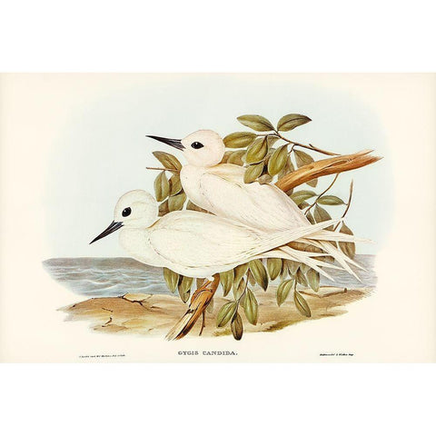 White Tern-Gygis candida Black Modern Wood Framed Art Print with Double Matting by Gould, John