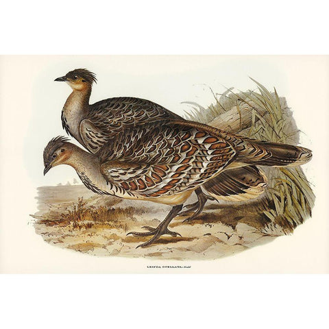 Ocellated Leipoa-Leipoa ocellata Gold Ornate Wood Framed Art Print with Double Matting by Gould, John