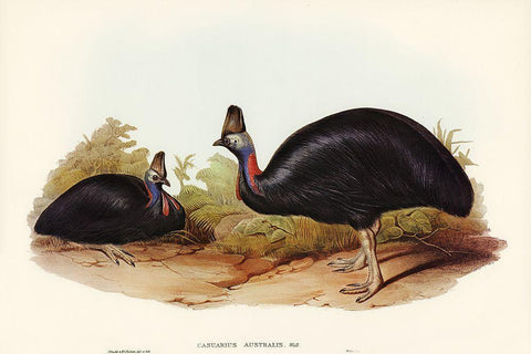 Australian Cassowary-Casuarius australis White Modern Wood Framed Art Print with Double Matting by Gould, John