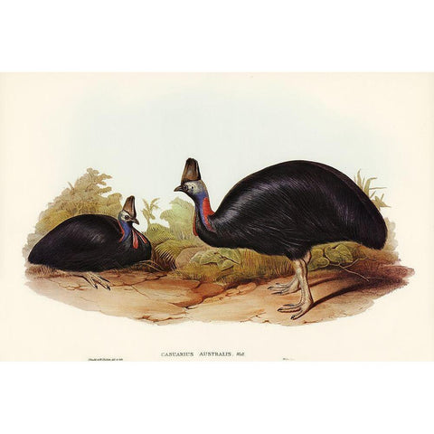 Australian Cassowary-Casuarius australis Black Modern Wood Framed Art Print with Double Matting by Gould, John