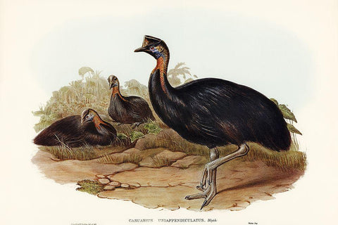 One-carunculated Cassowary-Casuarius uniappendiculatus Black Ornate Wood Framed Art Print with Double Matting by Gould, John