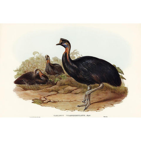 One-carunculated Cassowary-Casuarius uniappendiculatus Gold Ornate Wood Framed Art Print with Double Matting by Gould, John