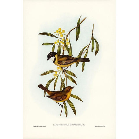 Guttural Pachycephala-Pachycephala gutturalis Gold Ornate Wood Framed Art Print with Double Matting by Gould, John