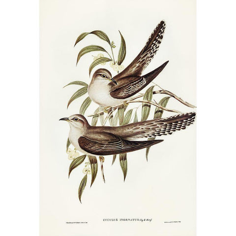 Unadorned Cuckoo-Cuculus inornatus Gold Ornate Wood Framed Art Print with Double Matting by Gould, John