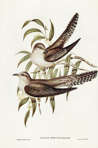 Unadorned Cuckoo-Cuculus inornatus White Modern Wood Framed Art Print with Double Matting by Gould, John