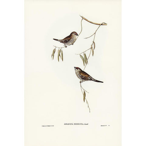 Plain-coloured Finch-Amadina modesta Gold Ornate Wood Framed Art Print with Double Matting by Gould, John