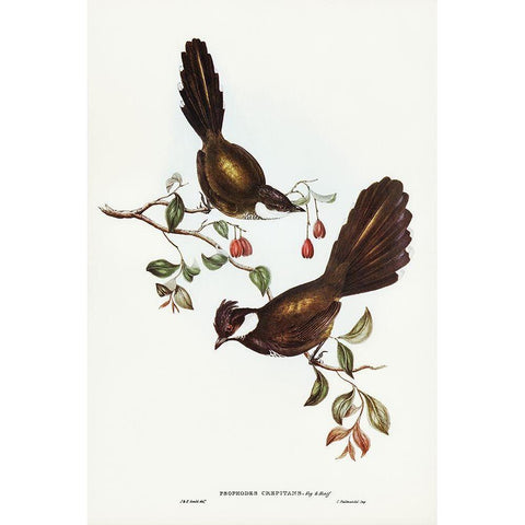 Coach-whip Bird-Psophodes crepitans Gold Ornate Wood Framed Art Print with Double Matting by Gould, John