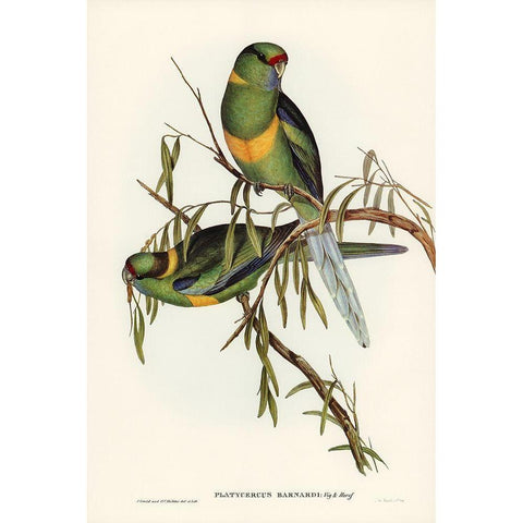 Black-tailed Parakeet-Polytelis melanura White Modern Wood Framed Art Print by Gould, John