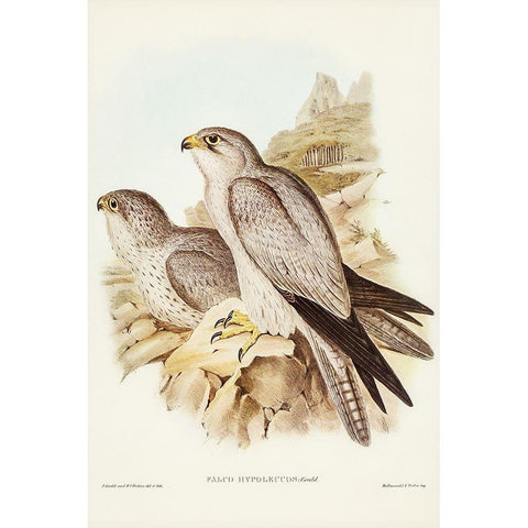 Gray falcon-Falco Hypoleucus White Modern Wood Framed Art Print by Gould, John