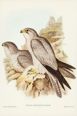 Gray falcon-Falco Hypoleucus Black Ornate Wood Framed Art Print with Double Matting by Gould, John