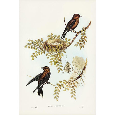 Wood Swallow-Artamus sordid Gold Ornate Wood Framed Art Print with Double Matting by Gould, John