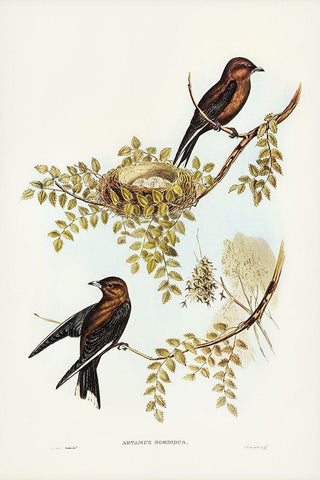 Wood Swallow-Artamus sordid Black Ornate Wood Framed Art Print with Double Matting by Gould, John