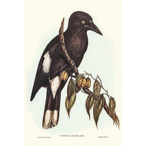 Hill Crow-Shrike-Strepera argot Black Modern Wood Framed Art Print with Double Matting by Gould, John