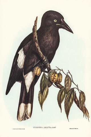 Hill Crow-Shrike-Strepera argot Black Ornate Wood Framed Art Print with Double Matting by Gould, John